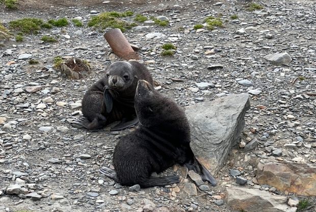 Baby Seals 2